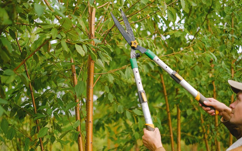 Tree trimming in Vida, OR
