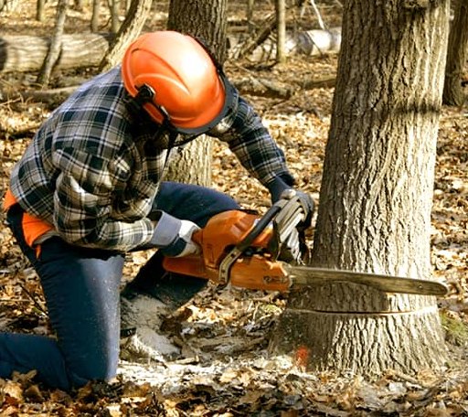 Tree Removal in Vida, OR